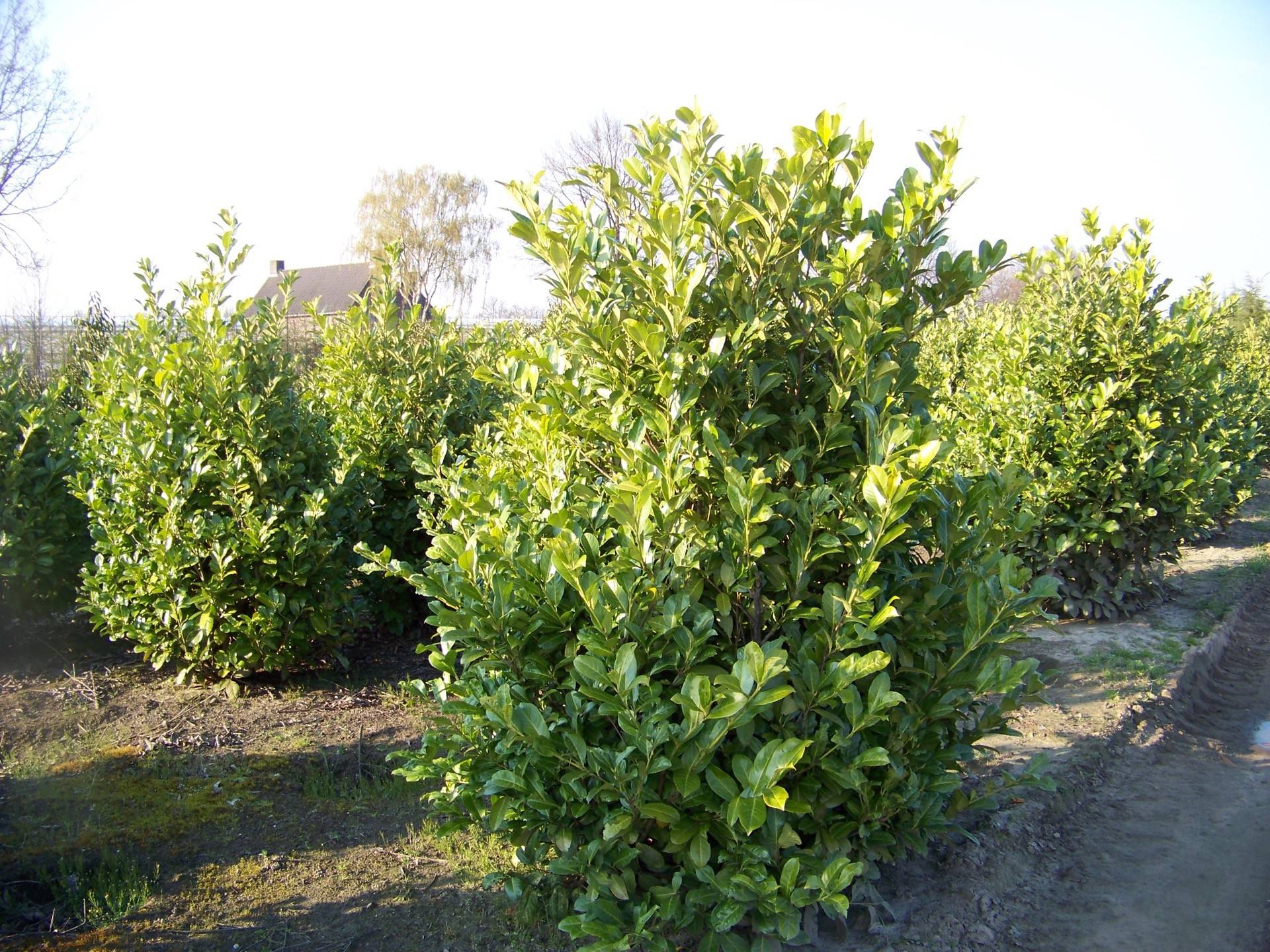 Prunus laurocerasus Rotundifolia_10
